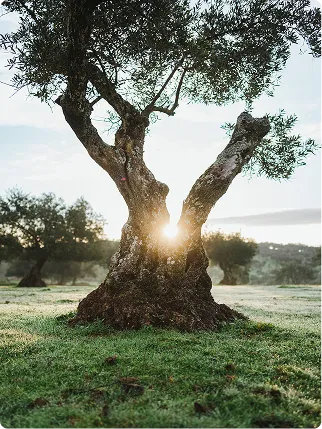 Paisaje de olivar al atardecer