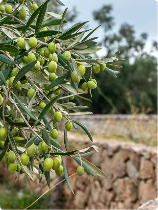 Olivo centenario en una finca agrícola