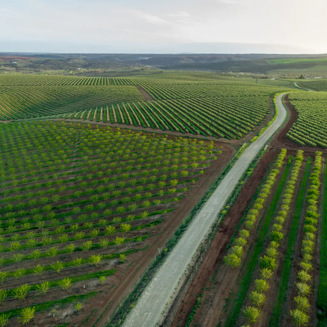 Plantación de árboles frutales