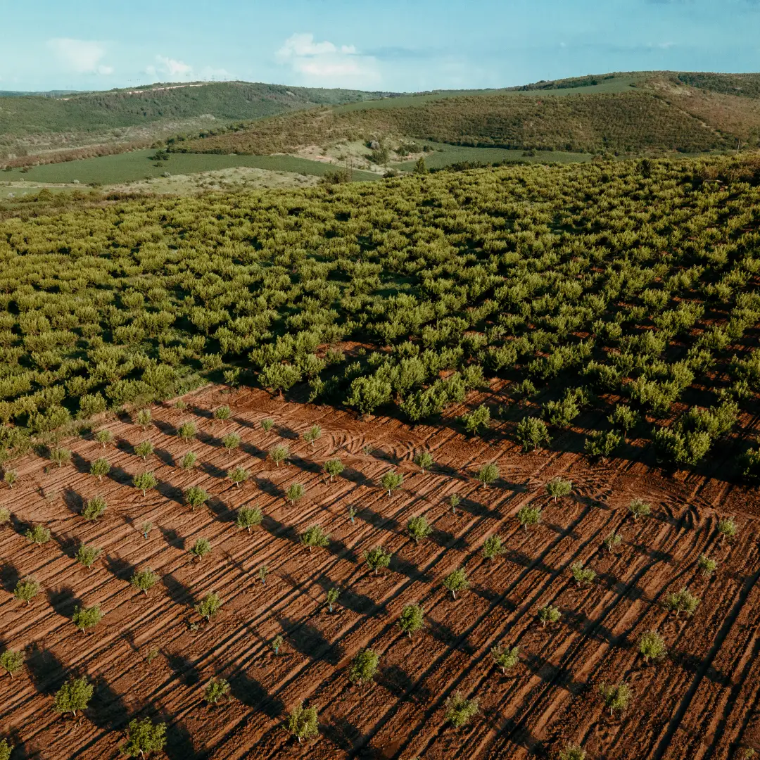 Plantación de olivar mecanizada