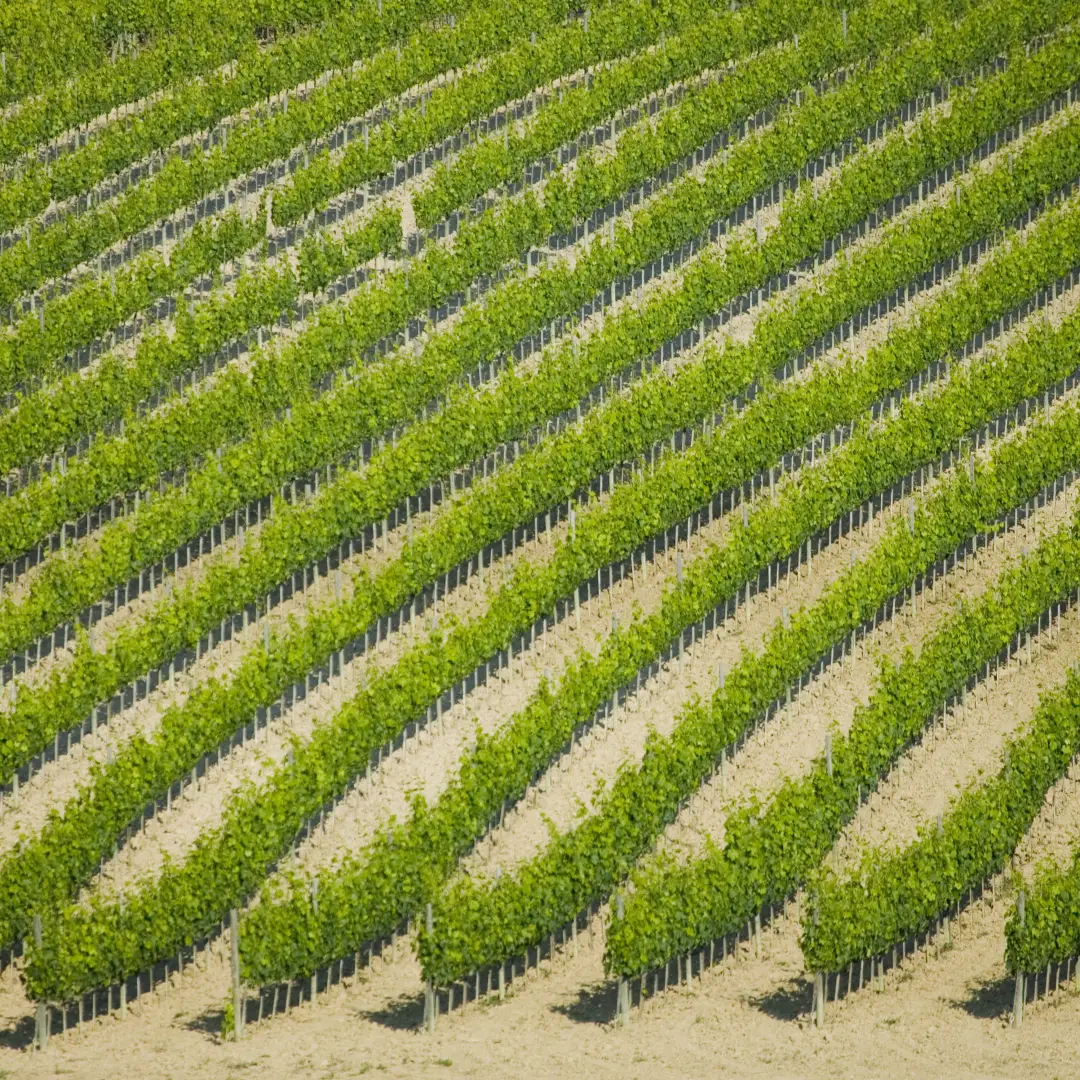 Plantación de viñas